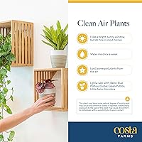 Vista 6 de Costa Farms Clean Air – Colección de plantas de casa de vivo O2 para ti, 4 unidades, incluye lirio de paz, planta de serpiente, palma de salón