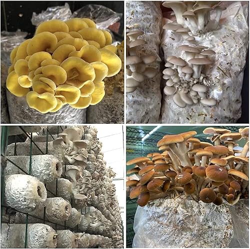 Miniatura 10 de 30 bolsas de cultivo de hongos con parche de filtro de 0.2 micrones, polipropileno de 3 mil, tamaño grande de 8 x 5 x 20 pulgadas para hongos y