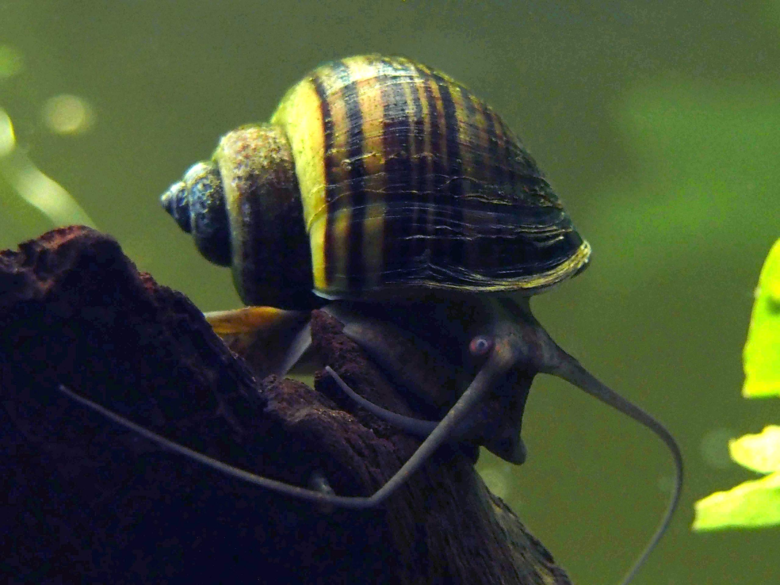 Buy Aquatic Arts 10 Live Black Mystery Snails Freshwater Aquarium