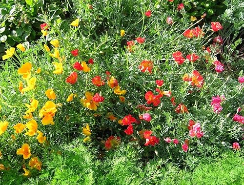 Miniatura 3 de Semillas California Poppy Mix Eschscholzia Flores anuales