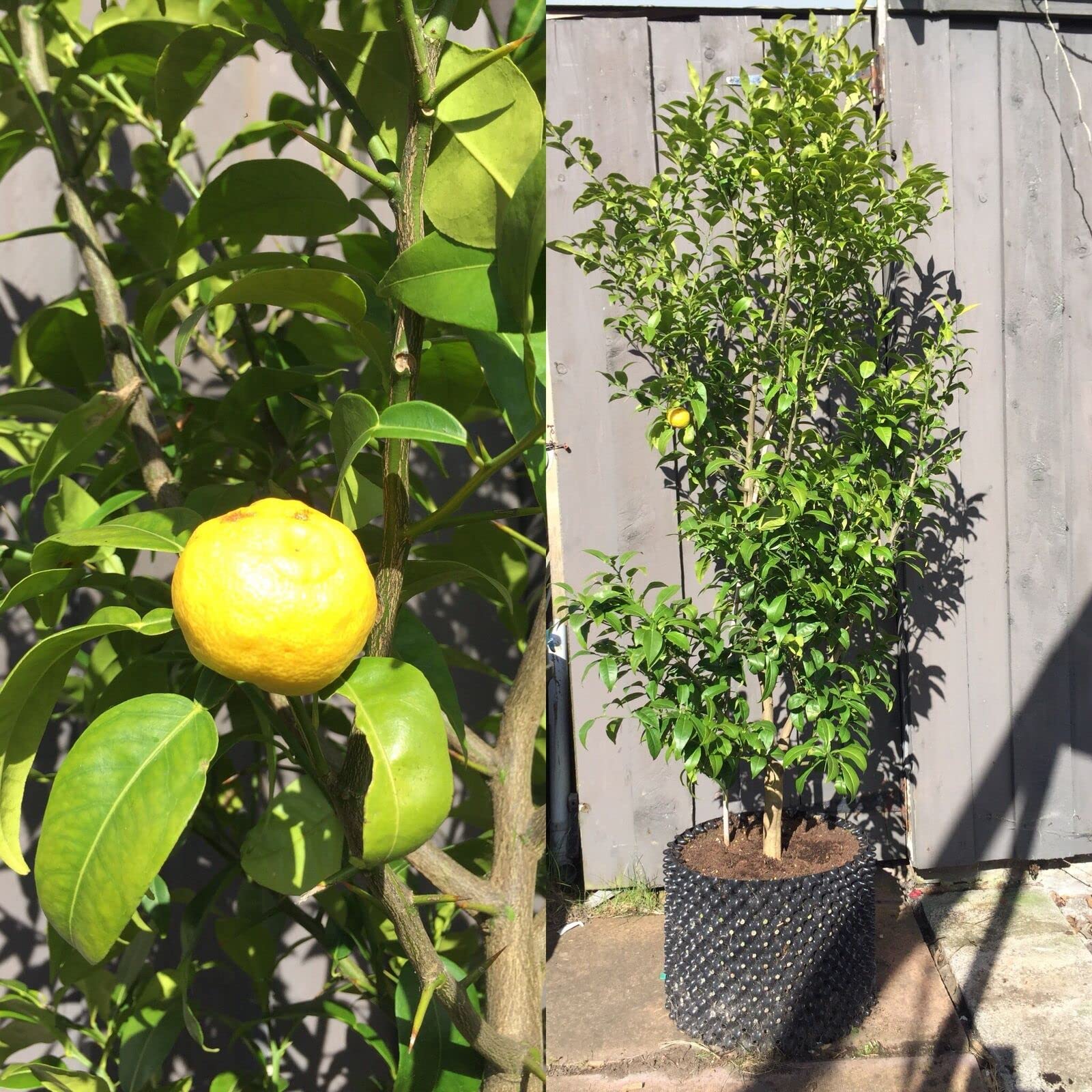 Yuzu “citrus junos”, Pianta in Vaso ø18 cm, Pianta di limone giapponese, Vivaio di Castelletto