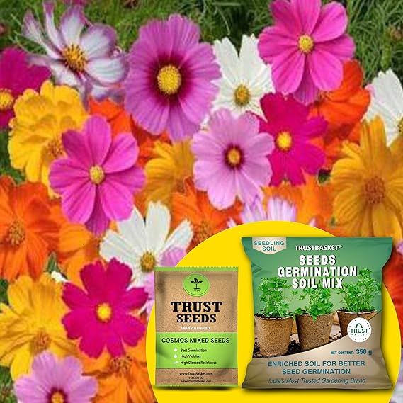 TrustBasket Cosmos Mixed (OP/Desi) Seeds with Free Germination Potting