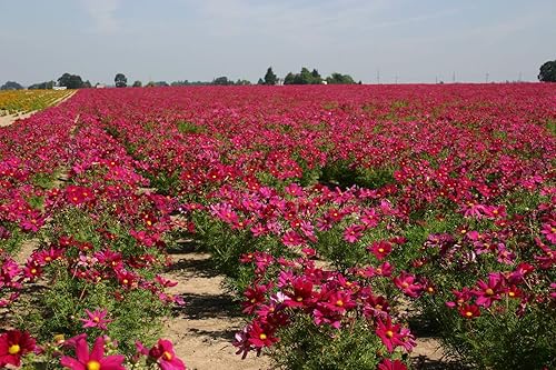 Miniatura 3 de Semillas de flores de cosmos rojas enanas para plantar, más de 100 semillas tradicionales por paquete, semillas de jardín de Isla (semillas de