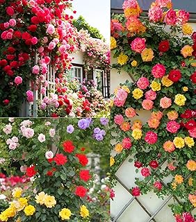 100+ Mix Climbing Rose Seeds for Planting Outdoors