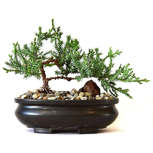 9Greenbox Best Gift Bonsai Juniper Tree, 4 Pound