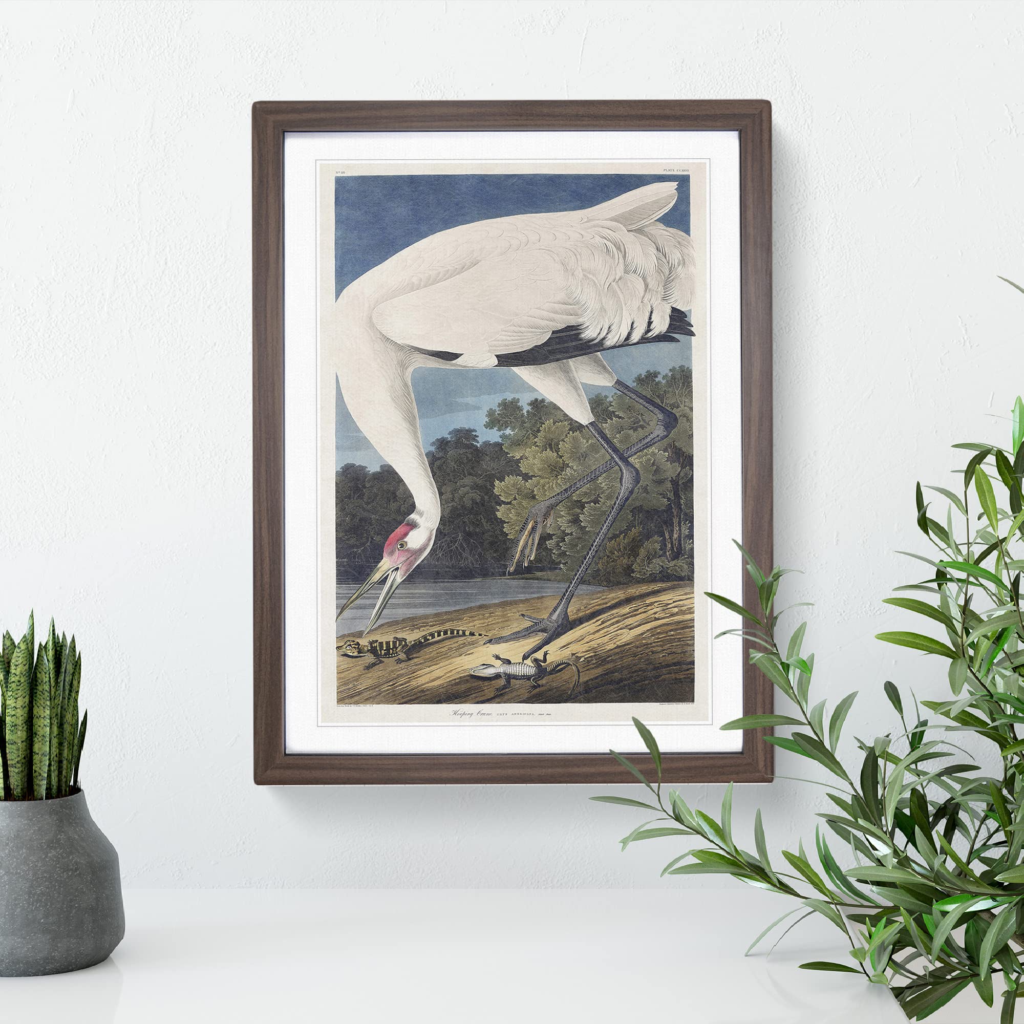 Hooping Crane Bird By John James Audubon Vintage Framed Wall Art Print - Image 2