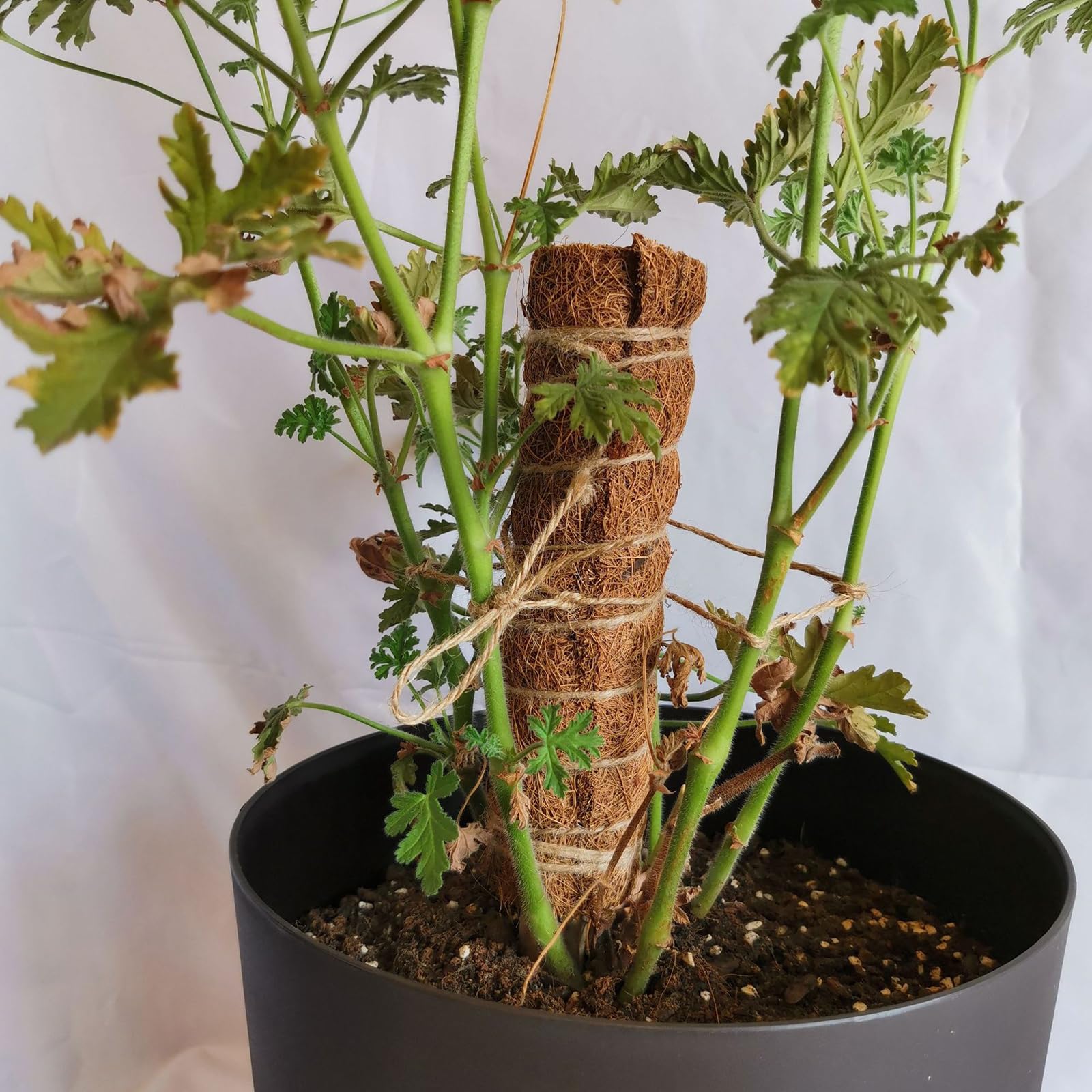 Amazon | 園芸 ココナッツ支柱観葉植物 植物支柱 ヘゴ支柱 植物