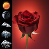 ► Zwei Widget-Größen Uhr-Wetter-rote Rose