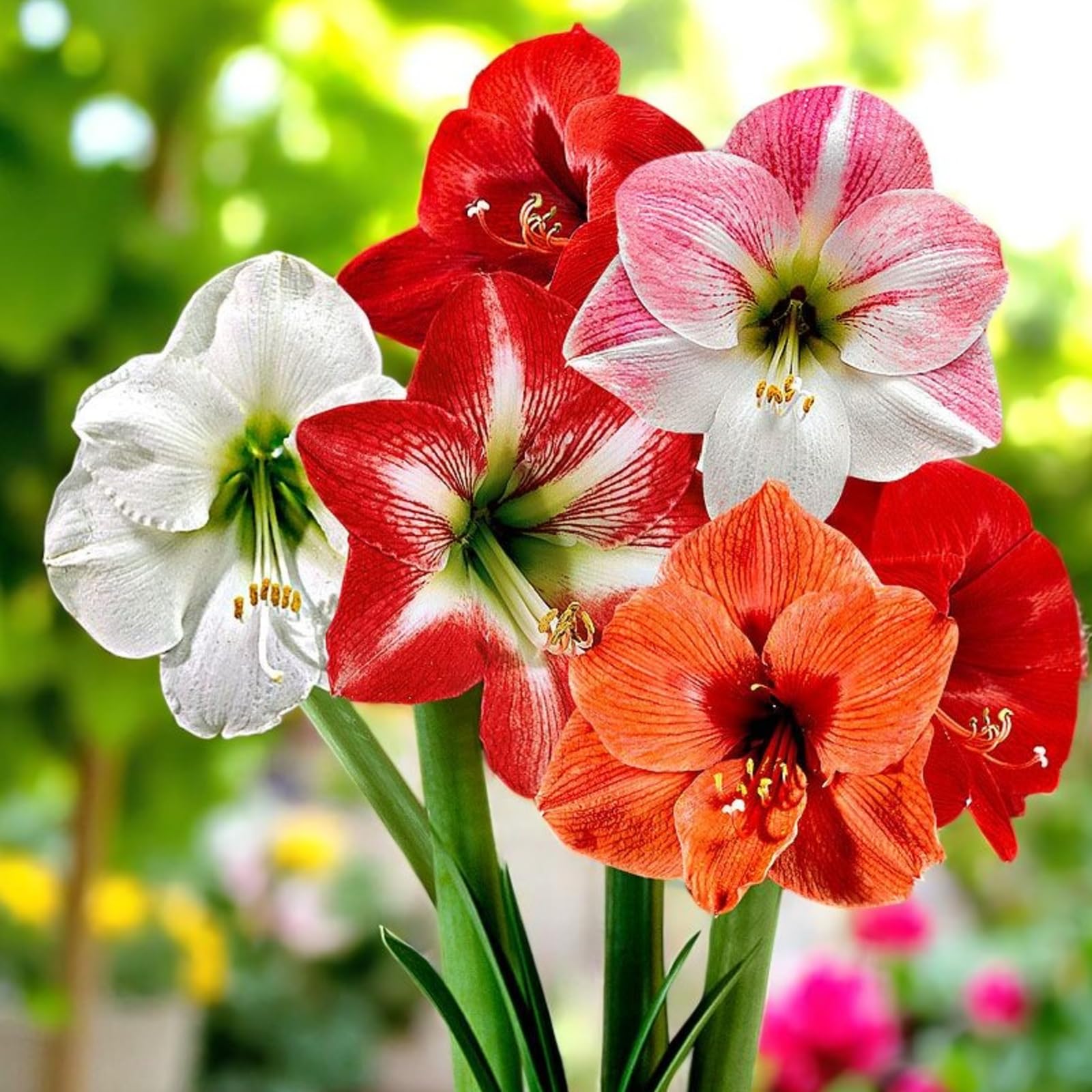 Carbeth Plants 3 x Amaryllis Bulb Mix – Mixed Variety Winter Blooms