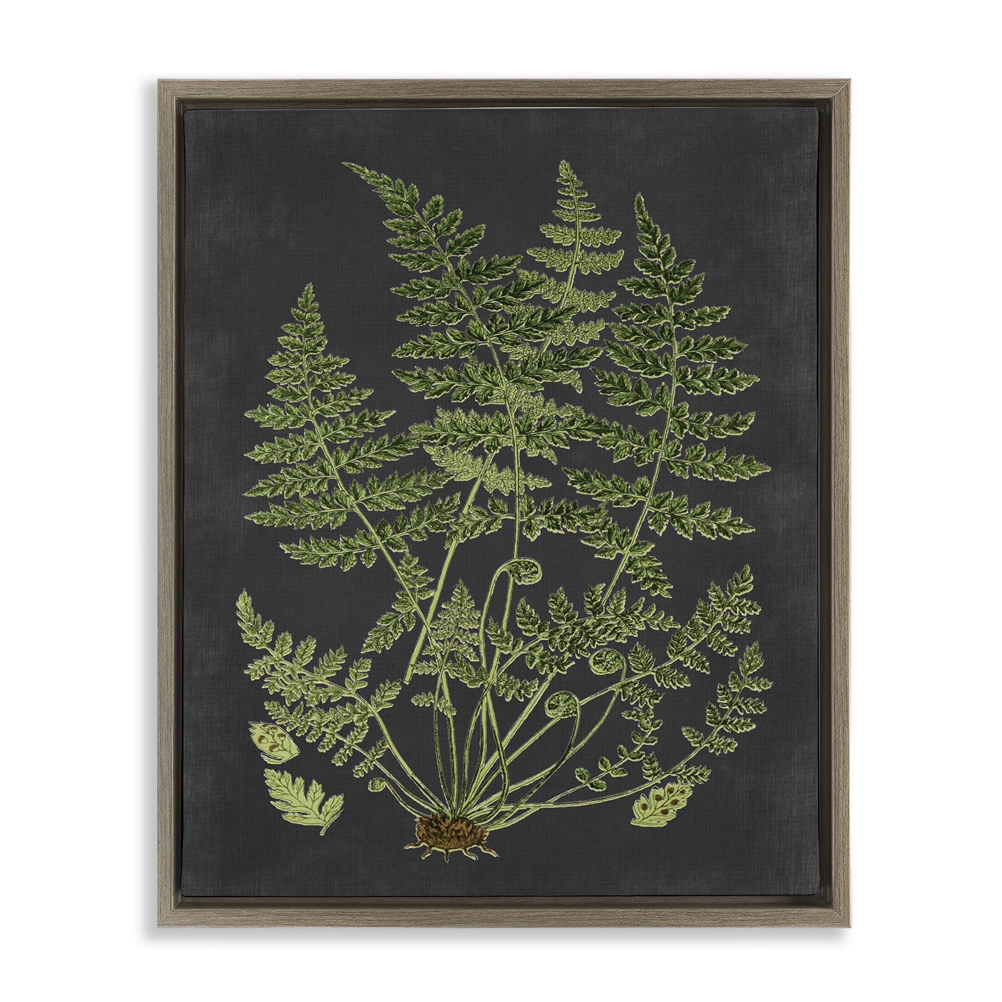 Amazon.de: Stupell Industries Wissenschaftlicher Botanischer Farn-Zeichnung,  gerahmter Floater, Leinwandbild, mit Buchstaben und Linierung