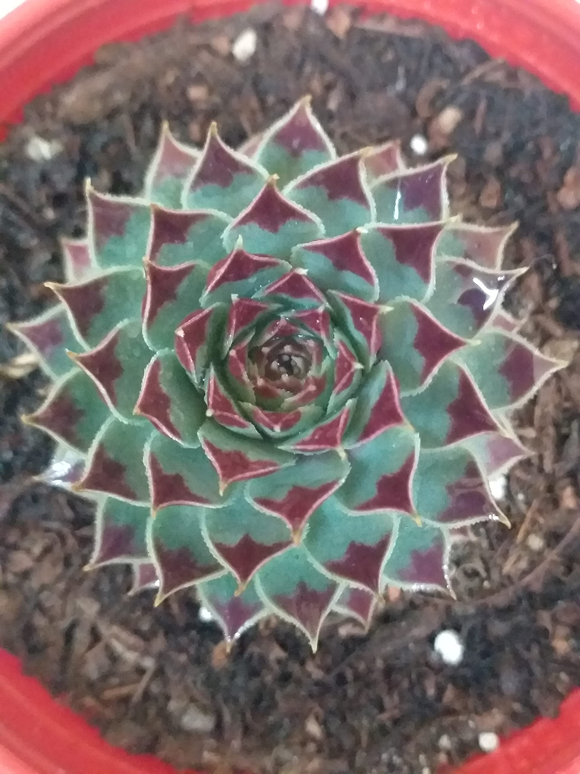 Grin Heaven Nursery, Lakshmi Kamal (Echeveria Fire Dragon) Live Plant