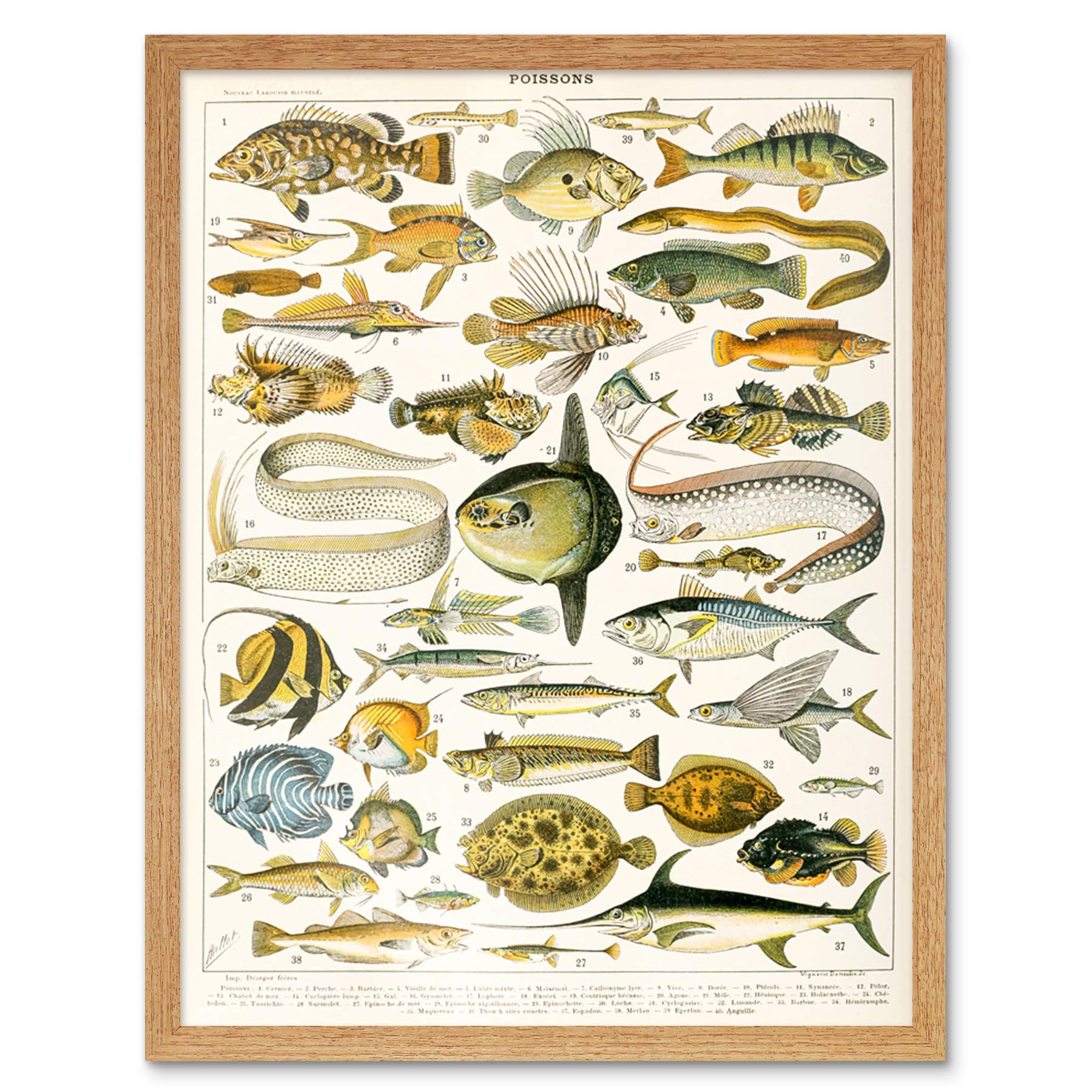 Artery8 Millot Encyclopedia Page Variety Sea Fish Art Print Framed Poster Wall Decor 12x16 inch