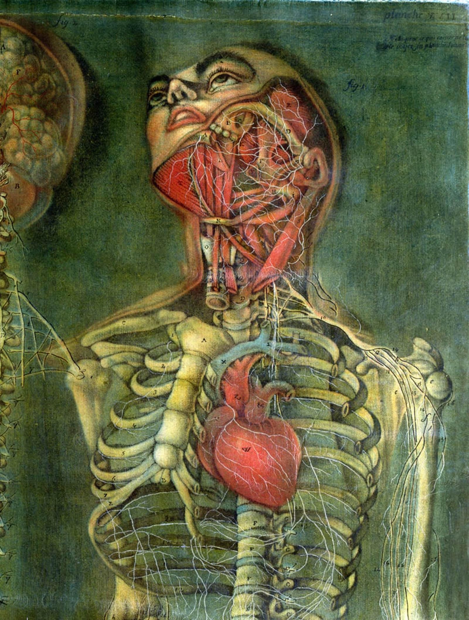 ARTXLXXBN Famous Prints Artwork Pictures Poster Painting Art Throat and Heart by Jacques Fabien Gautier D'agoty Artwork Landscape Pictures for Home Decor 60x90cm