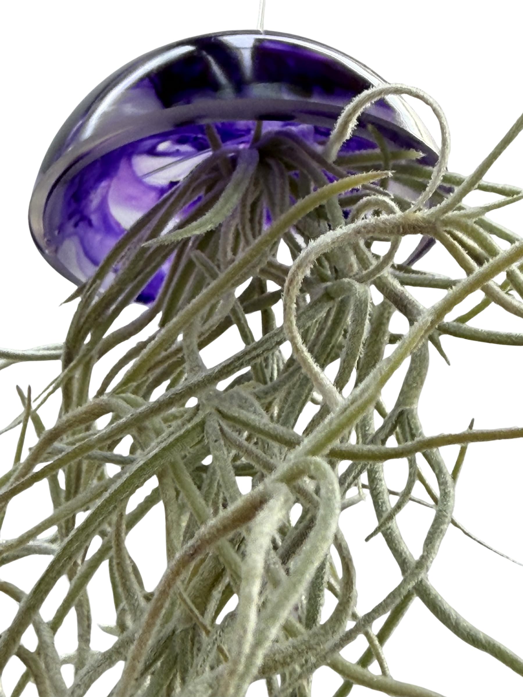Juego de tres plantas de aire de medusas de cristal púrpura epoxi tillandsia plantas aéreas.