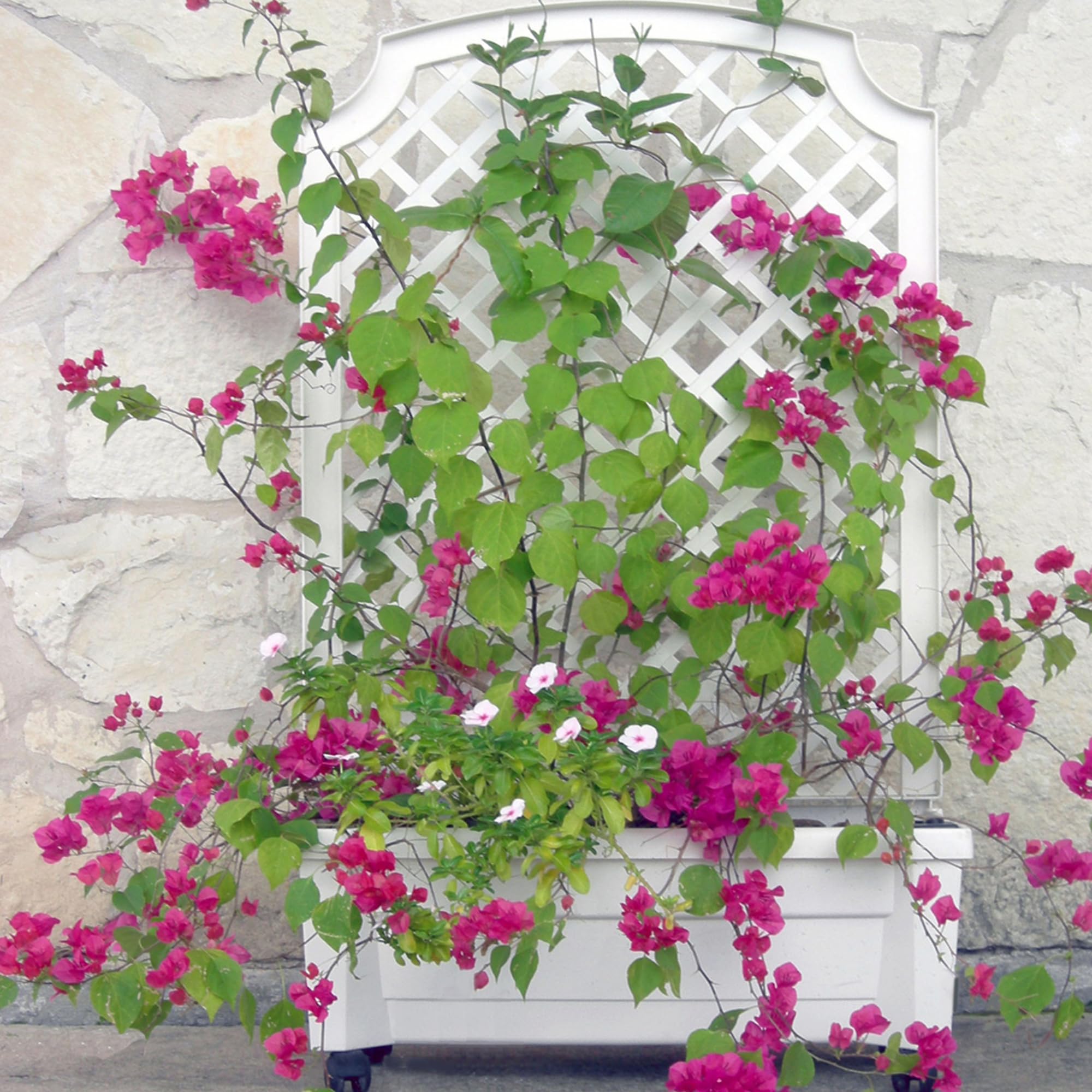 NYVI Pflanzkasten NYVIGreen 79x35x134 cm 42 Liter mit Bewässerungssystem & Spalier - Pflanzkübel aus wetterfestem & recyceltem Kunststoff - Pflegeleicht, Steckmontage ohne Werkzeug, Farbe:Weiß