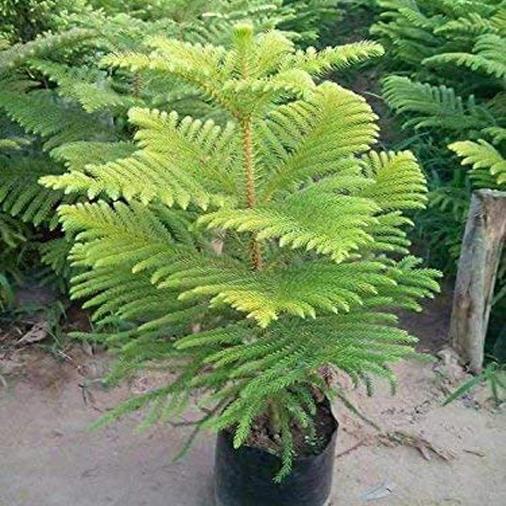 IXORA Christmas Tree Araucaria Heterophylla Jhau Ornamental Live Plants & Tree (1.5-3 Feet Size) (B0CRYF9T68) Amazon Price History, Amazon Price Tracker
