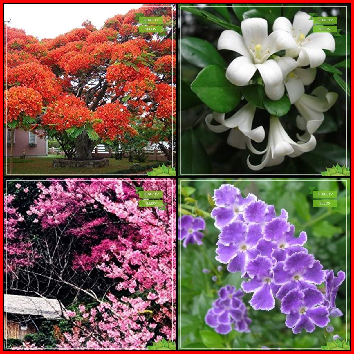 KetsicartAll Climate Combo Tree Seeds : Delonix Regia, Orange Jasmine, Prunus Puddum, Pigeon Berry Tree Seeds Kitchen Garden Pack