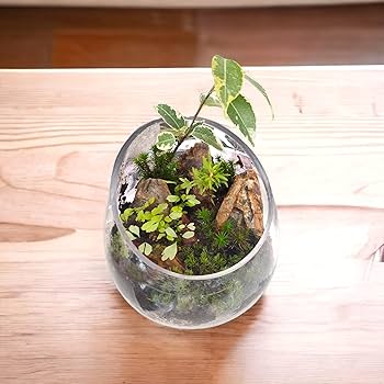 Amazon | 極床 造形君 4L 苔テラリウム パルダリウム | ピクタ