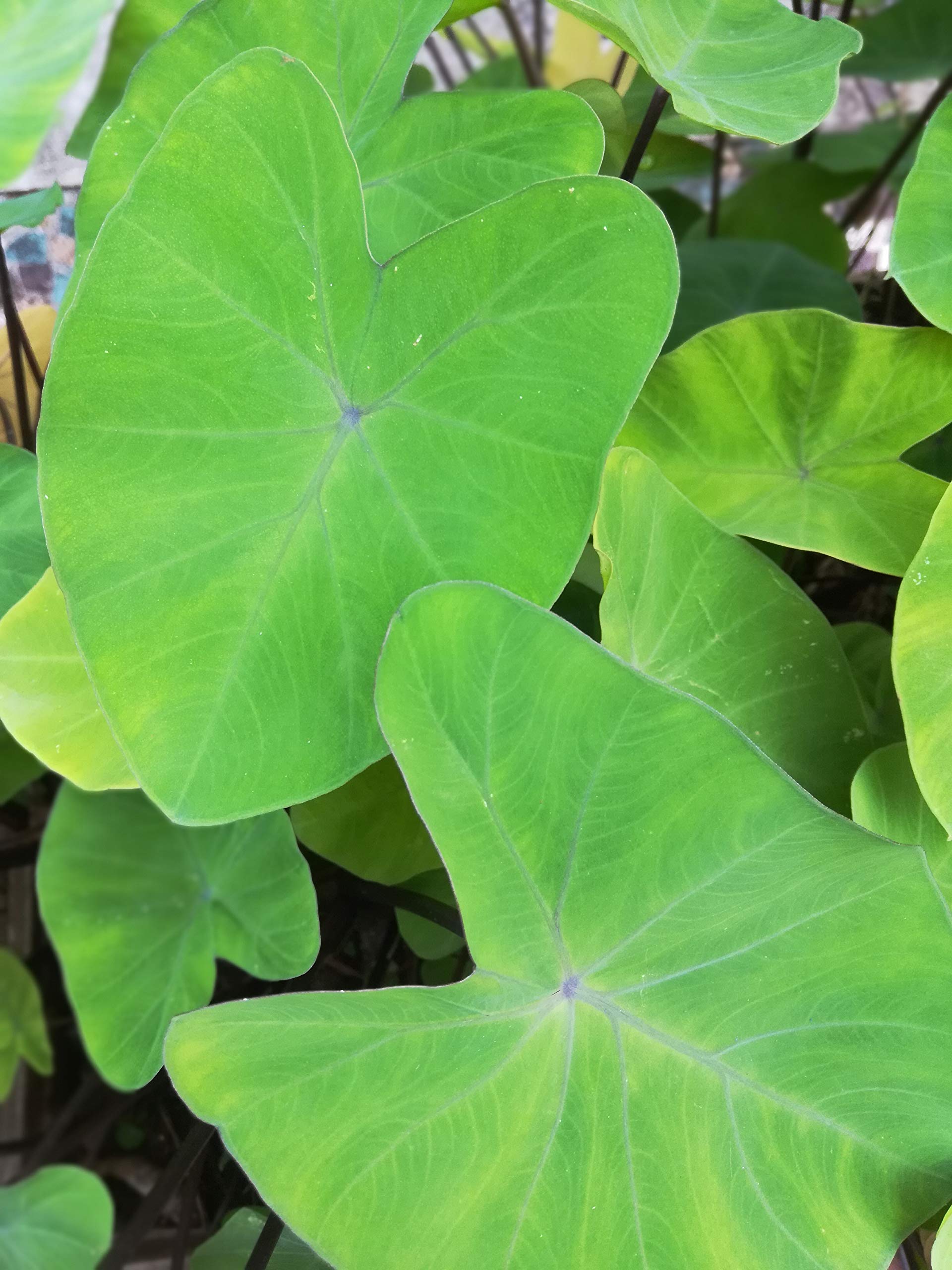 Mandys Farm Colocasia Esculenta/Taro Root/Arbi/Dasheen/Elephant Ear Live Plant (B08PDDFML6) Amazon Price History, Amazon Price Tracker