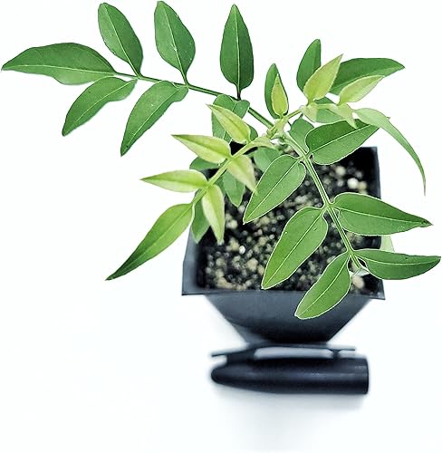 Miniatura 3 de Mini planta de jazmín vivo, un tallo en maceta de 2 pulgadas, incluye guía de cuidado - Zona cultivada 8, 9, 10 barcos de CA - Bajo mantenimiento -