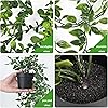Product Photo 3