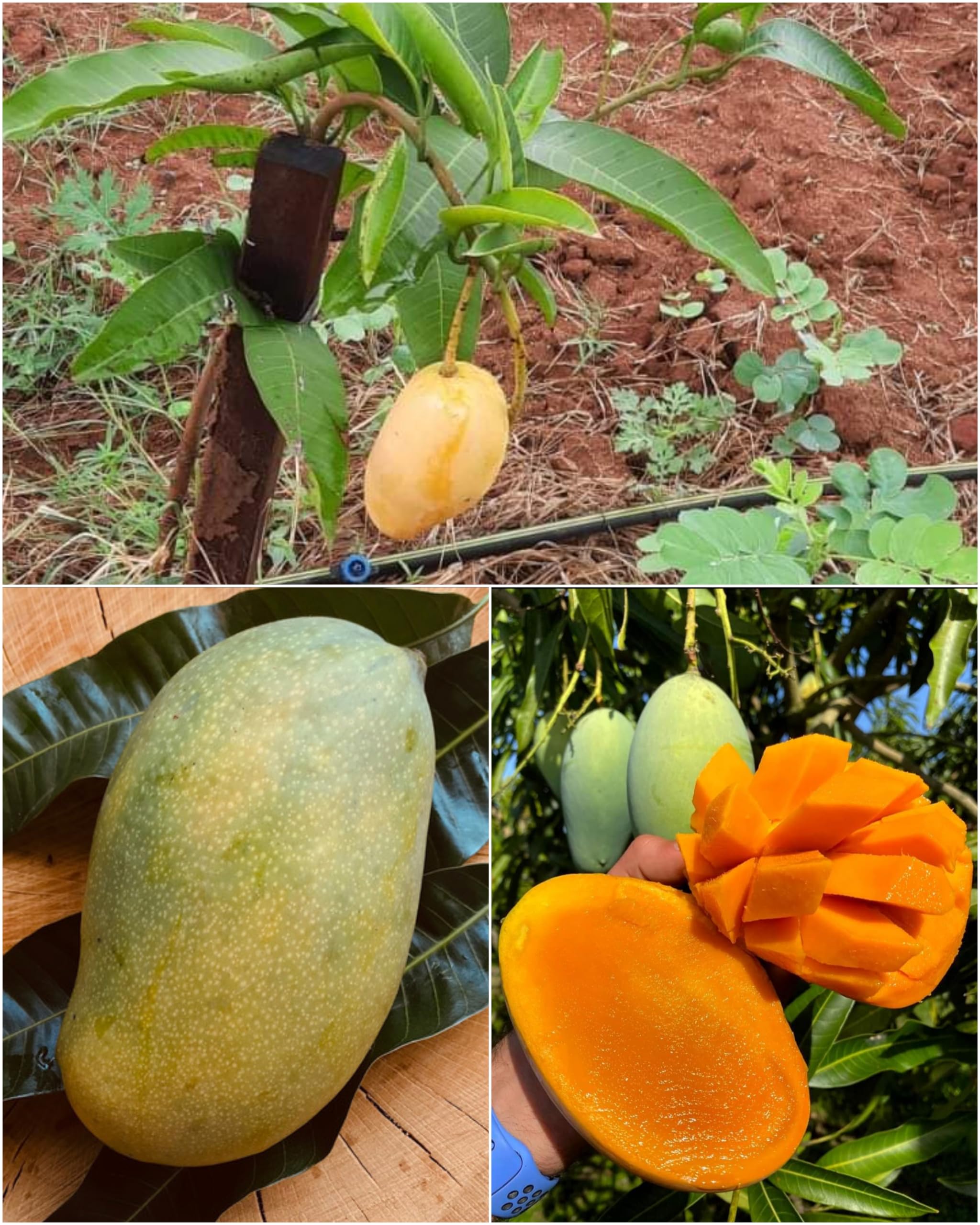 See full amazon price history chart for Native Earth Mallika Mango Plant Hybrid 1 Healthy Live Tree (Grafted Plant, 3-4 Feet Height) Native Earth Mallika Mango Plant Hybrid 1 Healthy Live Tree (Grafted Plant, 3-4 Feet Height) (B0B5ZSVDQ2) Amazon Price History, Amazon Price Tracker