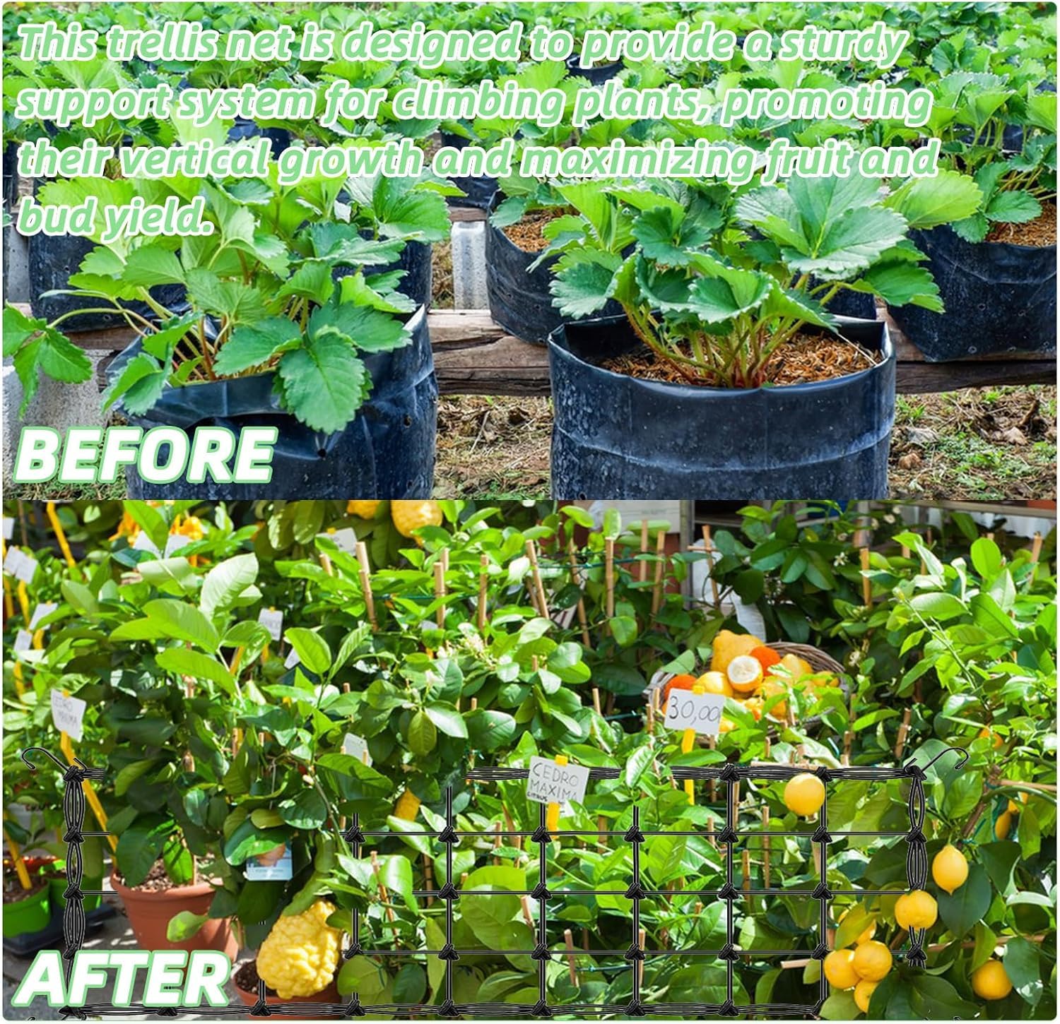 Filet Scrog Croissance Filet De Culture Plantes - Treillis élastique 60x60cm - Jardinage Indoor/outdoor Treillis Plantes Hydroponie