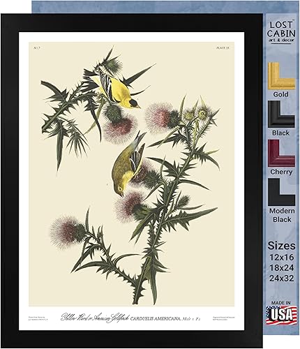Póster enmarcado de Jilguero americano de James Audubon para decoración de pared, pintura de obras de arte finas, pósteres e imágenes, impresiones