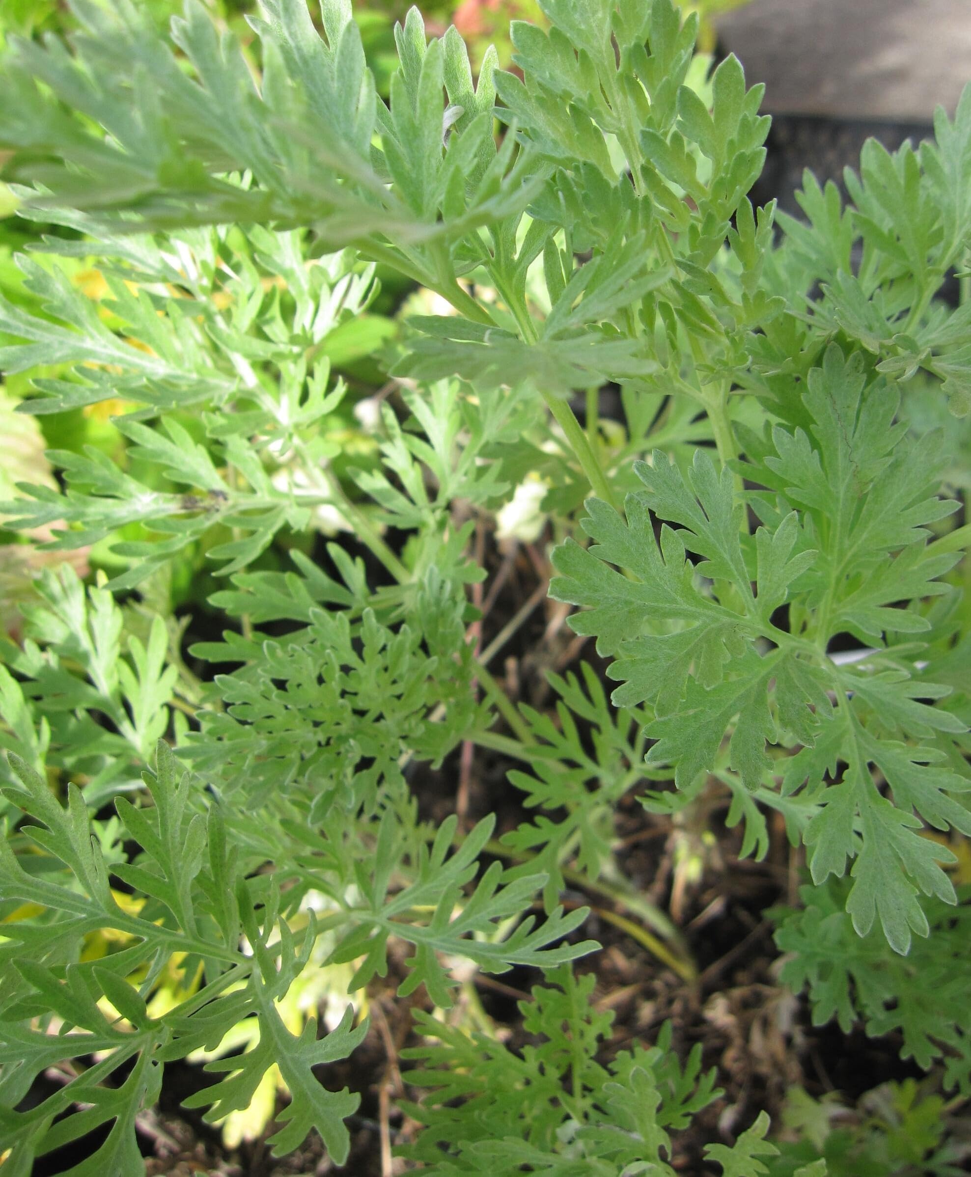 Wermutkraut - Artemisia absinthium - Gemeiner Wermut - Ursprungsart