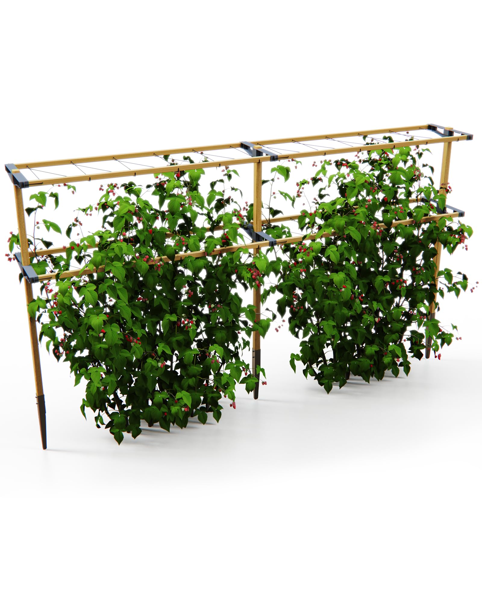 Gusta Garden Berry Buddy - Flexible Rankhilfe für Beeren: Himbeeren, Brombeeren & Heidelbeeren, erweiterbar, produziert in der EU, Rankgitter aus Holz (240cm)