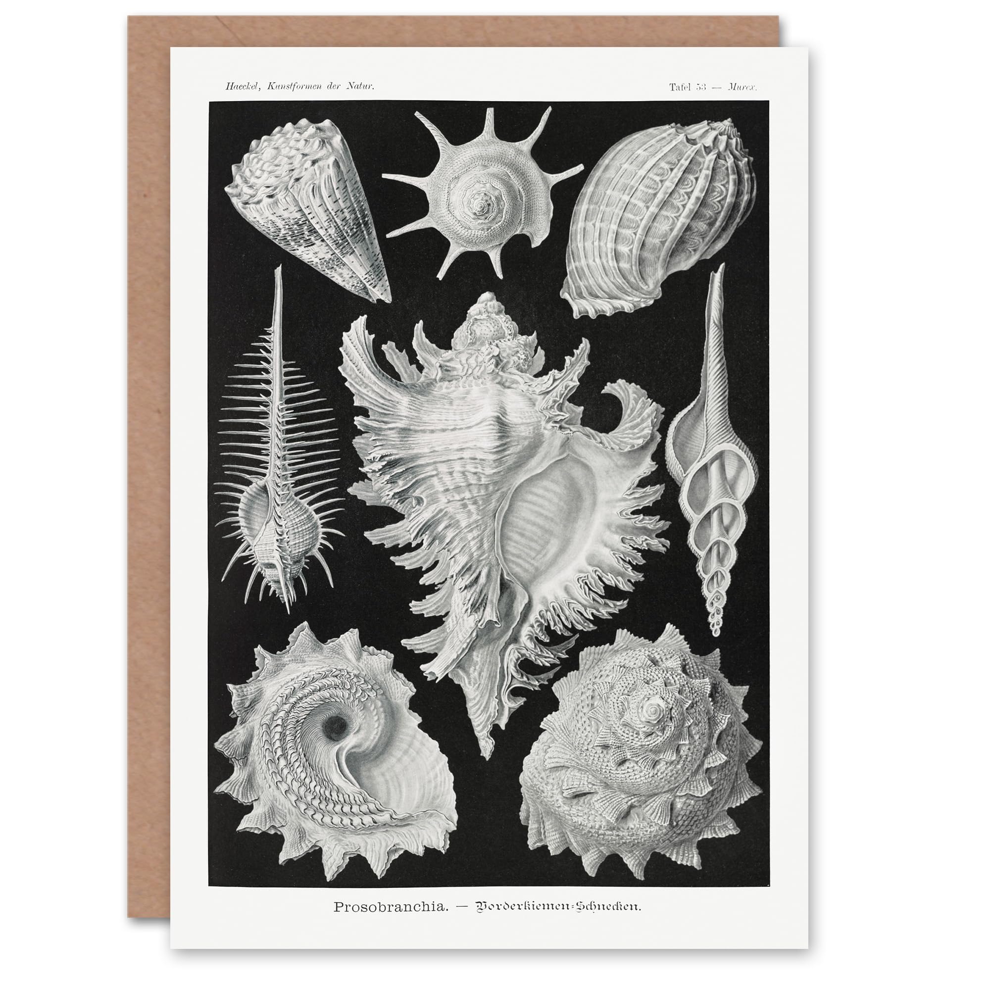 Artery8 Ernst Haeckel Art Card Sea Snail Shells Vintage Illustration