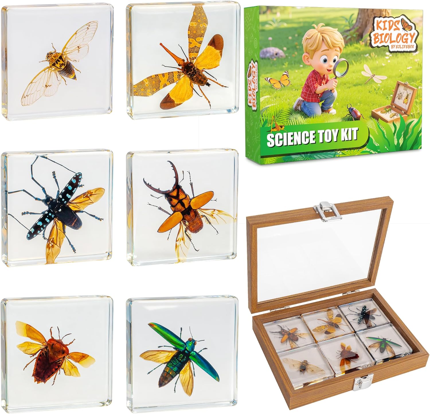 Insect Specimen Set, Bugs Collection Scientific Education Gift for Kids Aged 3-8-12 (Flatheaded Borer, Stag Beetle, Lanternfly, Longhorned Beetle, Cicada, Stink Bug)