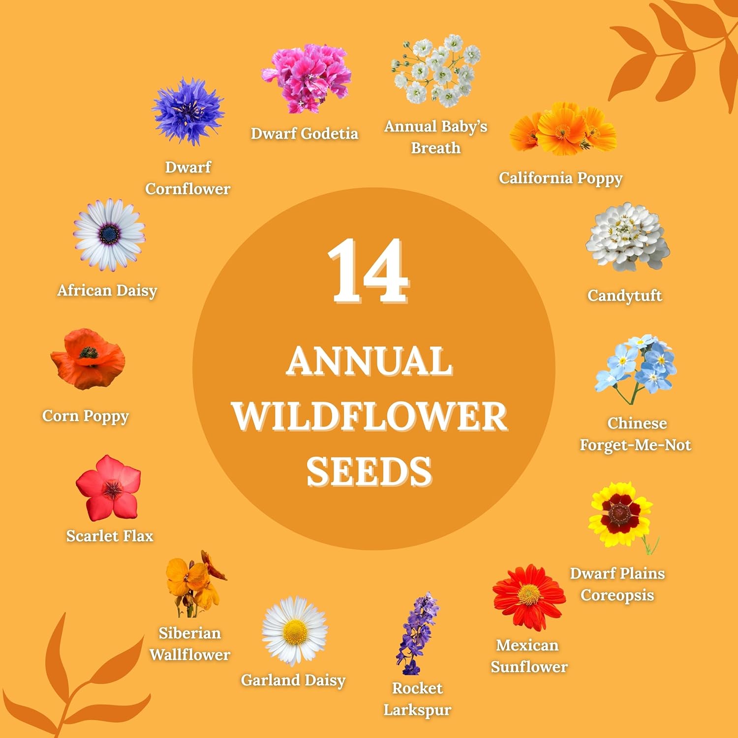 Wildflower Seeds for Bees & Butterflies – 22 Variety Pollinator Mix – 160,000+ Seeds – 4 oz Annual & Perennial Blend