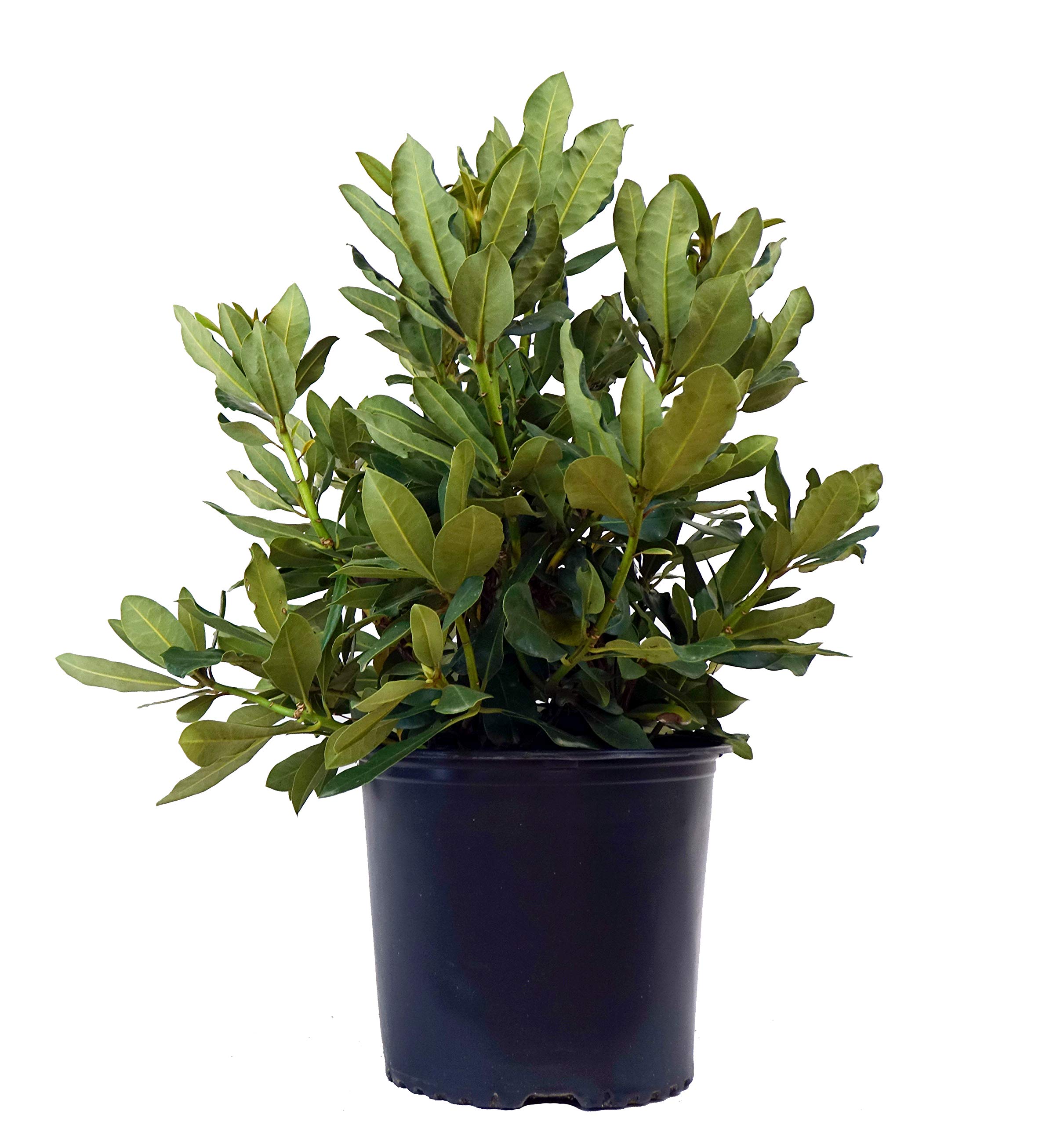 Green Promise Farms Nova Zembla Rhododendron 3 Gal