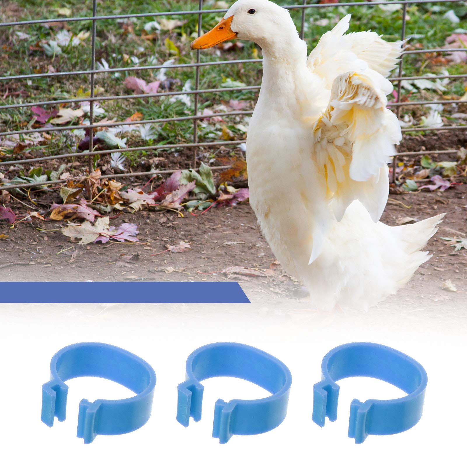 60 Anelli Da Zampa Per Uccelli - Numerati E Colorati Per Piccioni, Polli, Anatre - Foto 8