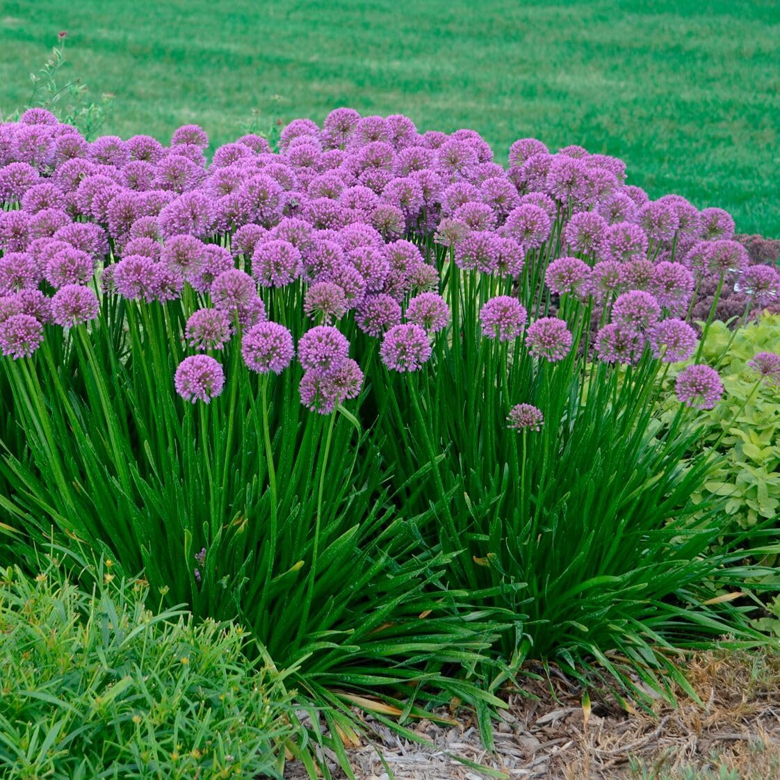 Allium ‘Millenium’, Ornamental Flowering Onion, Flowering Plant, Blooms Late in Summer from Perennial Bulbs with Long-Lasting Purple Flower Orbs, Container Size: 3.5"