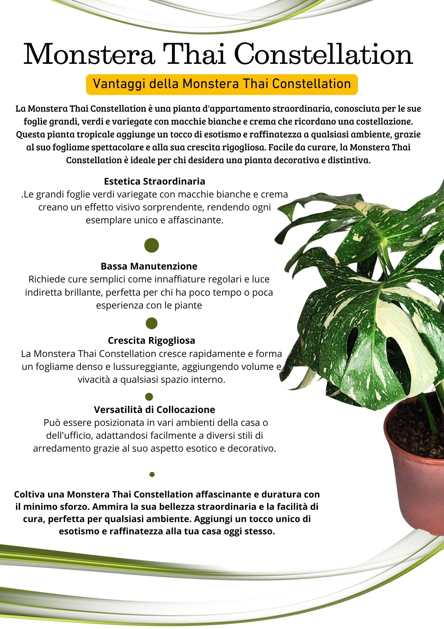 I GIARDINI DI GIULIA - Monstera Thai Constellation | Pianta rara ed esotica | Foglie variegate uniche | Vaso diametro 19 cm | Facile cura e longevità, Verde con parti bianche, Pianta da collezione