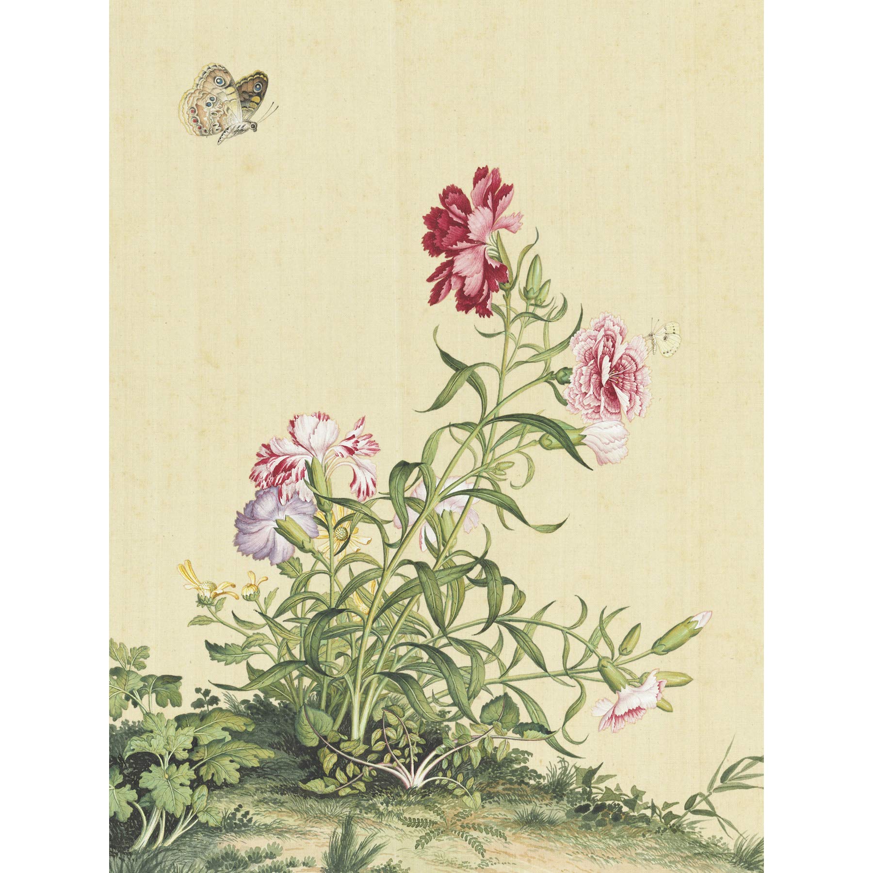 Fine Art Prints Castiglione Papaver Flower Moth Painting Large Poster Wall Decor Picture