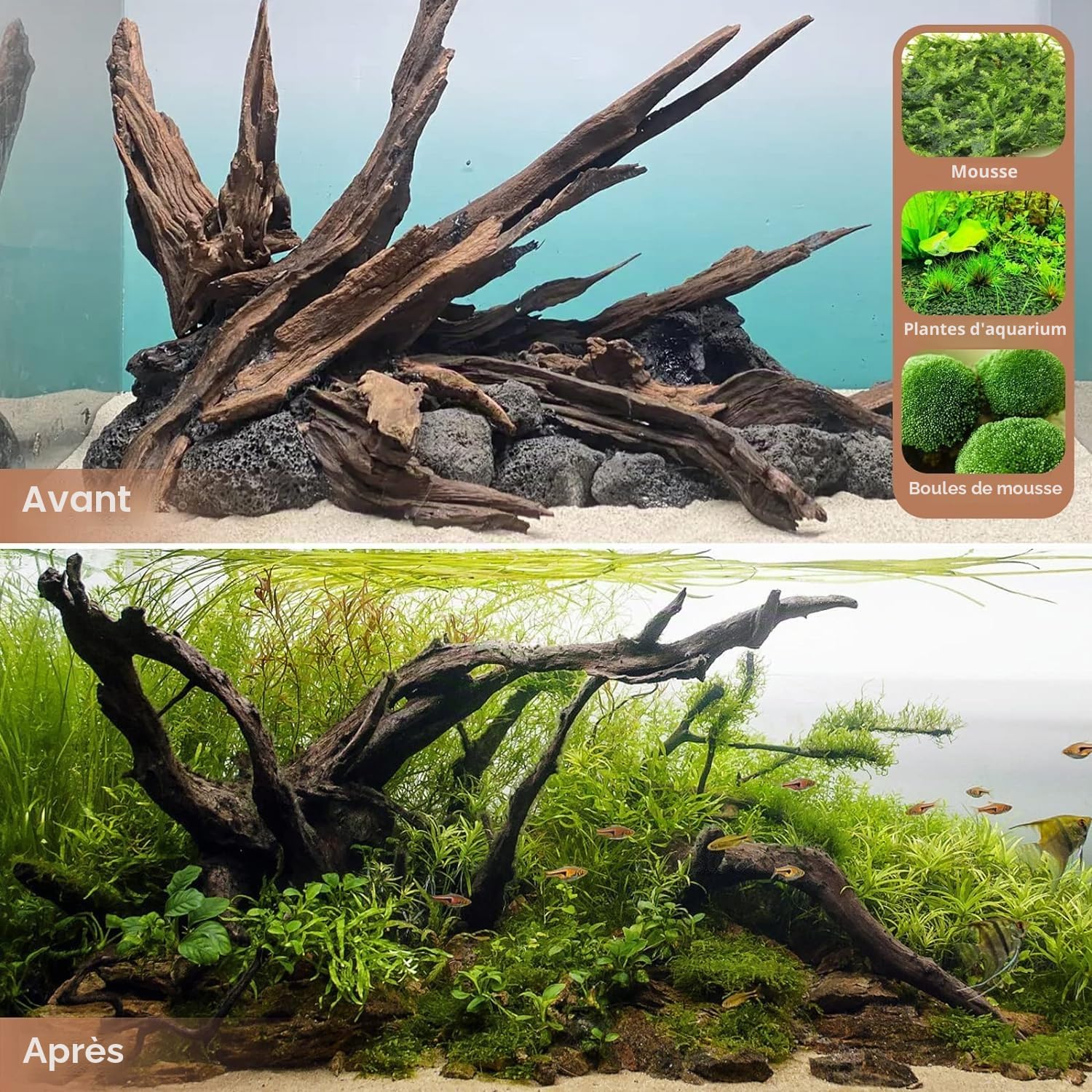 Jorewood Bois flotté Naturel pour Aquariums et terrariums de Reptiles – Décorations sûres pour Aquarium, Branches torsadées Uniques de 17,8 à 27,9 cm, tanin Bas, Facile à couler