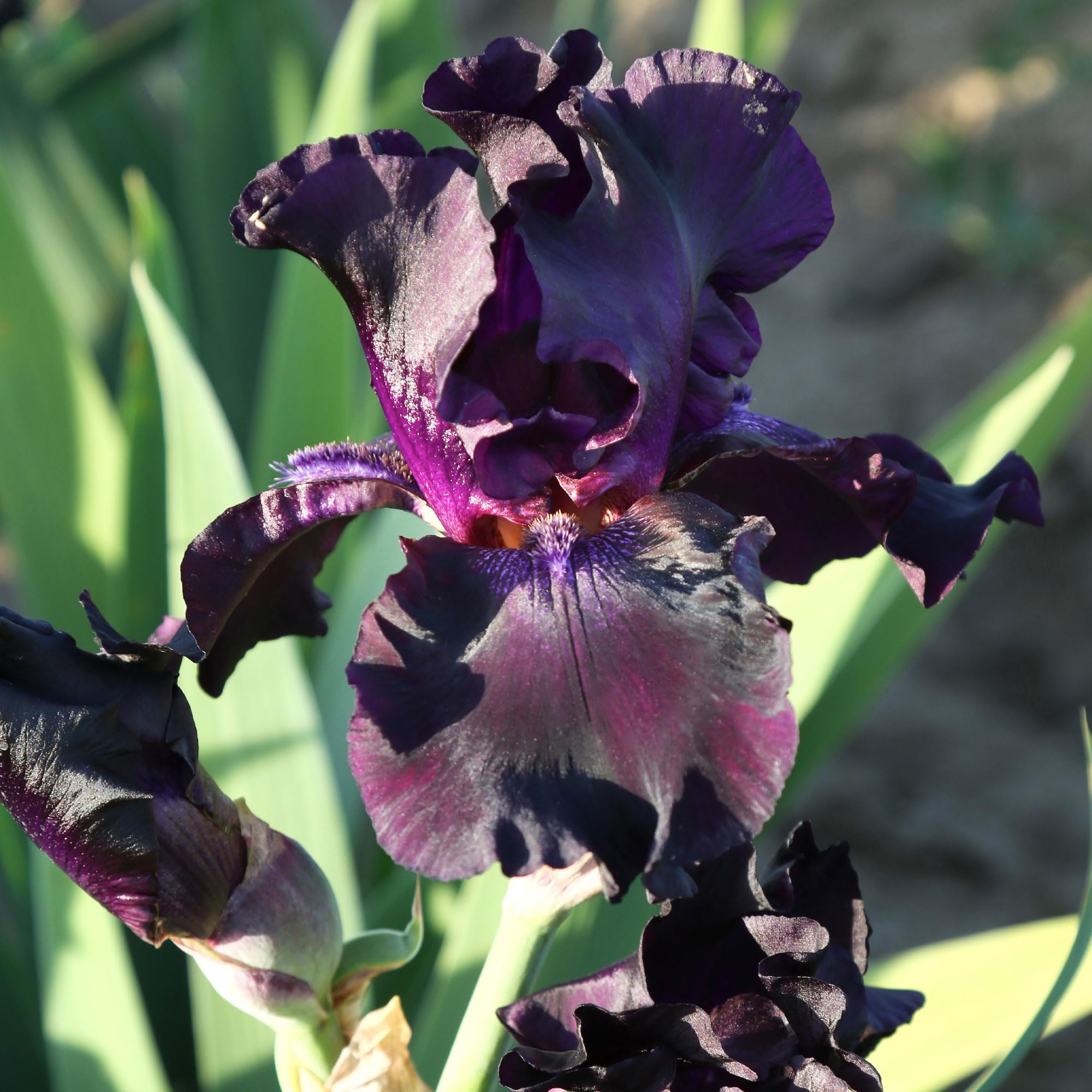 Superstition Bearded Iris Plant, Potted - Dark Purple and Black Flowers, Hardy Perennial, Quart Pot, Stargazer Perennials