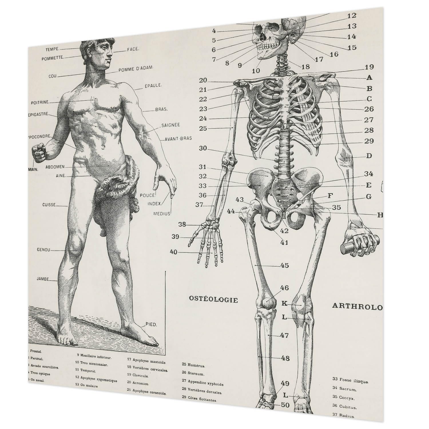 Papier peint intissé 250x250 cm Tulup Anatomie classique avec colle incluse pour mur de salon