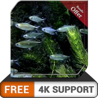 pequeno tanque de peixes HD grátis - aquário de peixes lindos minúsculos em sua TV HDR 4K, TV 8K e dispositivos de fogo como papel de parede, decoração para férias de Natal, tema para mediação e paz