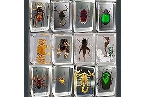 Magnificent Bug Collection: Embark on an Animal Science Odyssey