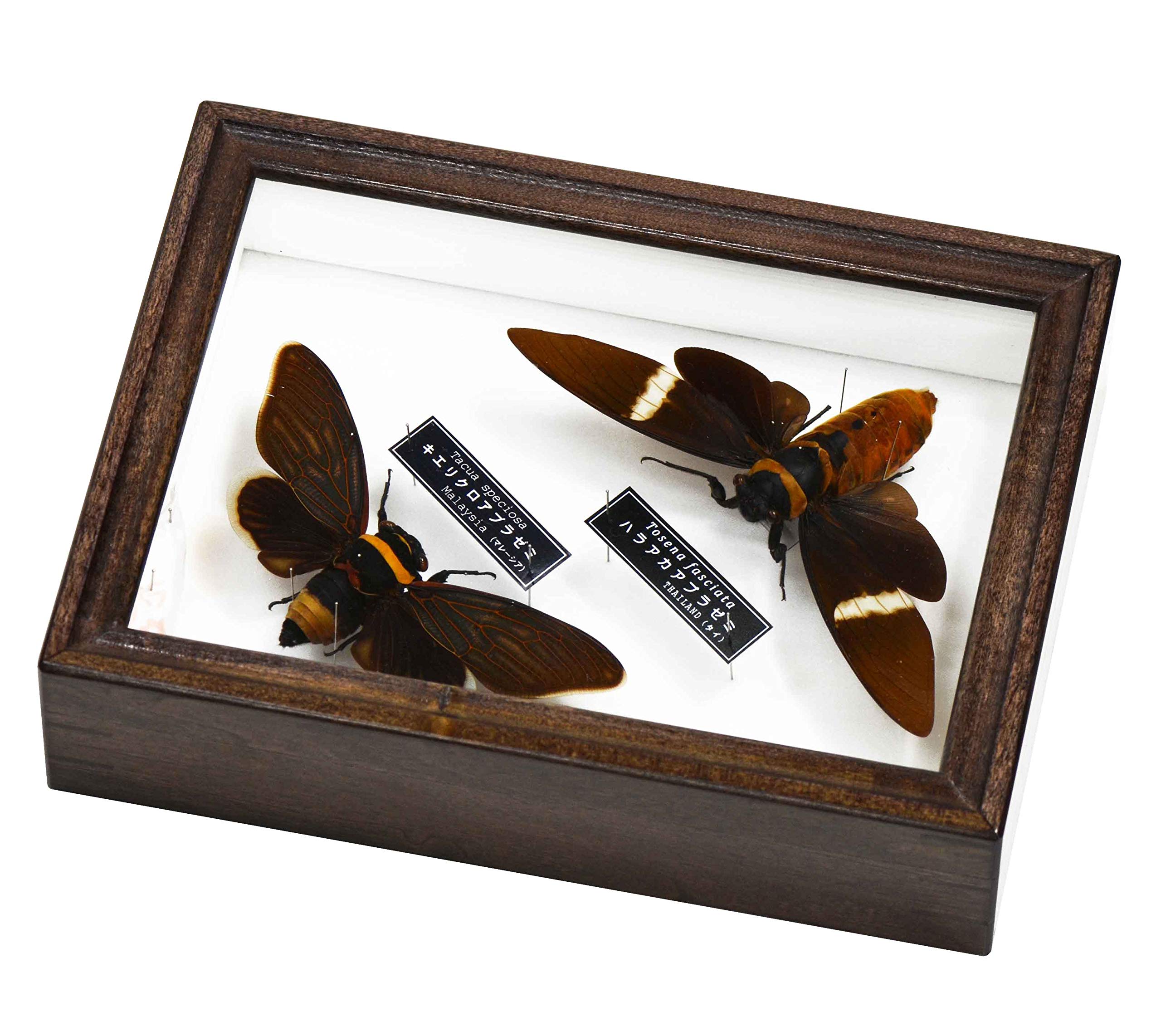 Amazon | 蝶のように美しいセミ キエリクロアブラゼミ と ハラアカ