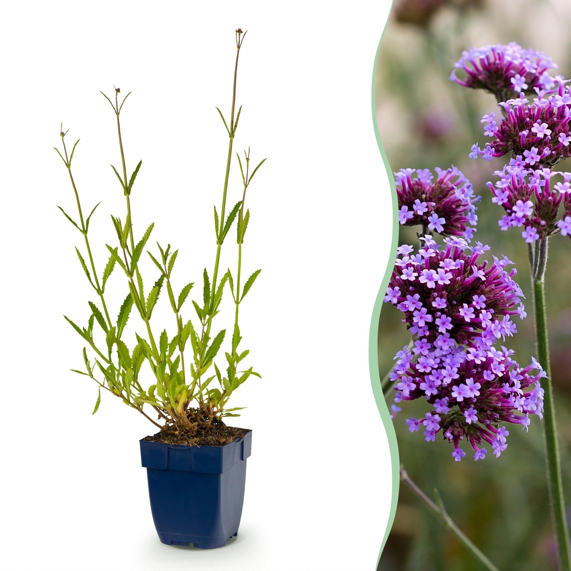 Green boutiQ - Plante vivace - Verbena bonariensis - Verveine de Buenos Aires - Attire abeilles et papillons - Violet - 24 Plantes - Pot 11cm - Hauteur 15-25cm