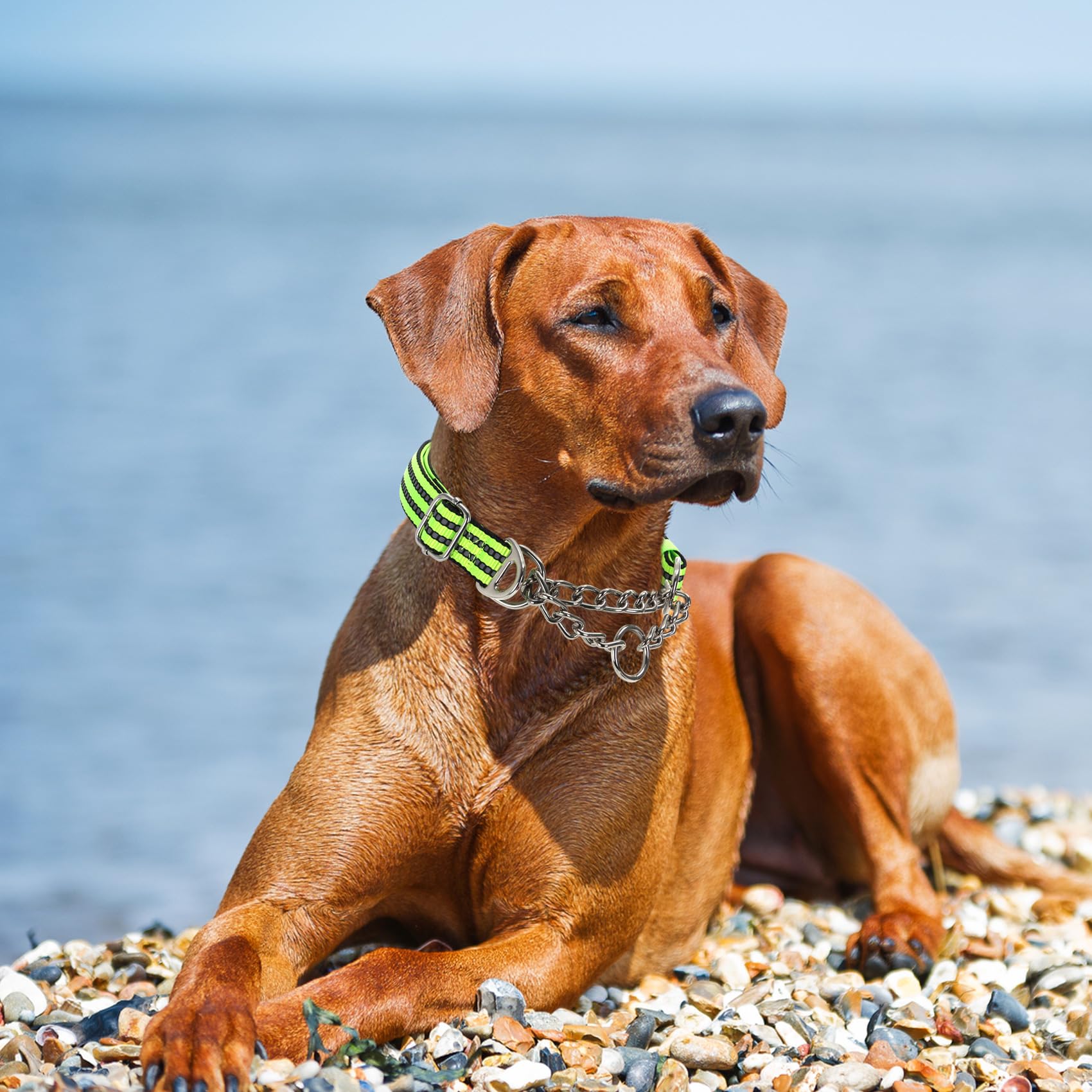 Martingale Collar for Dogs Reflective Nylon Dog Chain Collars Adjustable Heavy Duty Martingale Collar for Training Medium Large Breed Dogs - Image 2