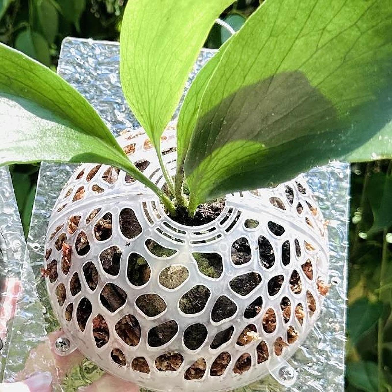 CALANDIS™ Plants Soil Protector Levitating Ball for Staghorn Phalaenopsis Water Plants Clear | Frost Protection | Plant Care Soil & Accessories | Gardening Supplies | Yard Garden & Outdoor Living-image-4