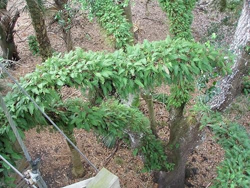 Miniatura 2 de PLANTA DE RESURRECCIÓN EN VIVO! Rosa de Jericó Dinosaurio Helecho Milagro Aire Prehistórico