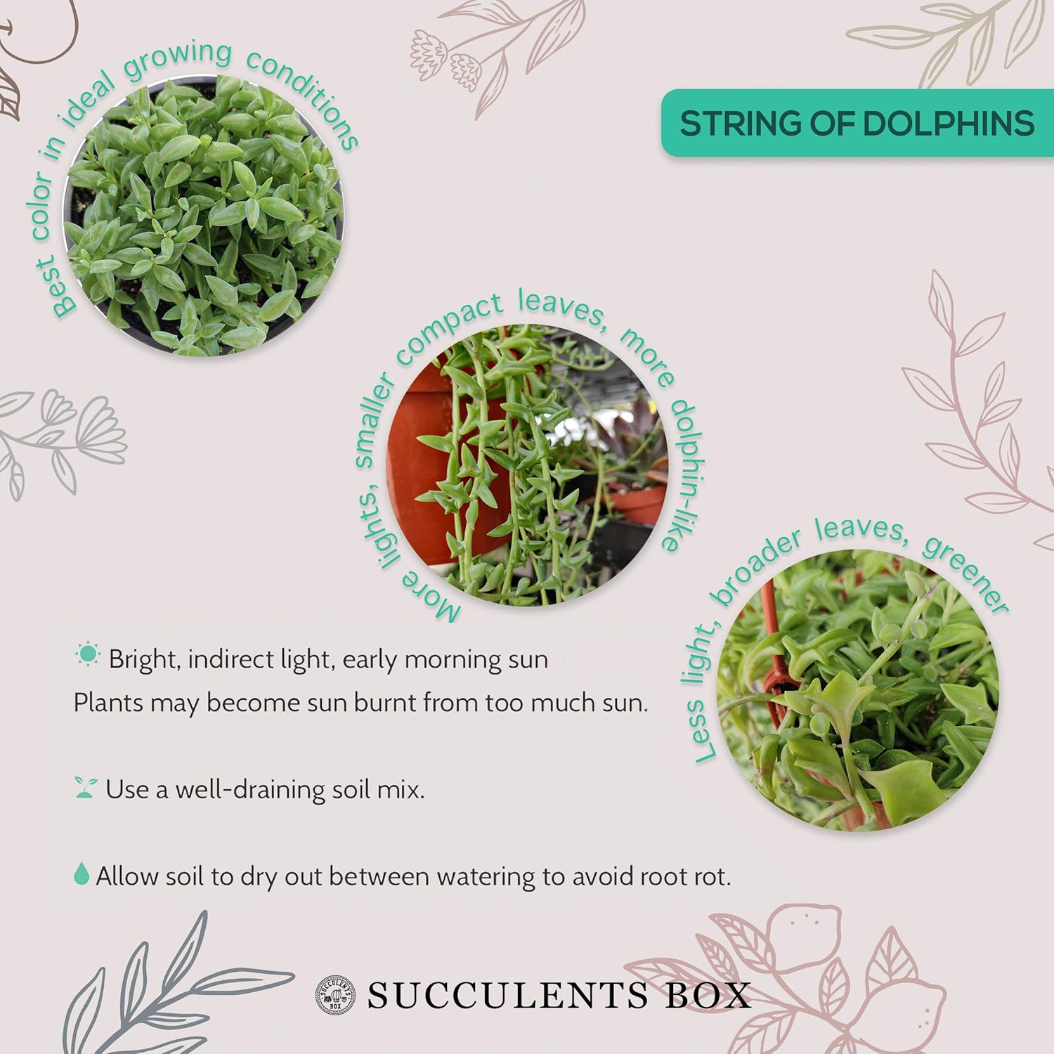 String of Dolphins Senecio Peregrinus Succulent (4 inch + White Modern Pot) | Live Healthy Unique Hanging Fully Rooted Succulents for Home Office Decoration