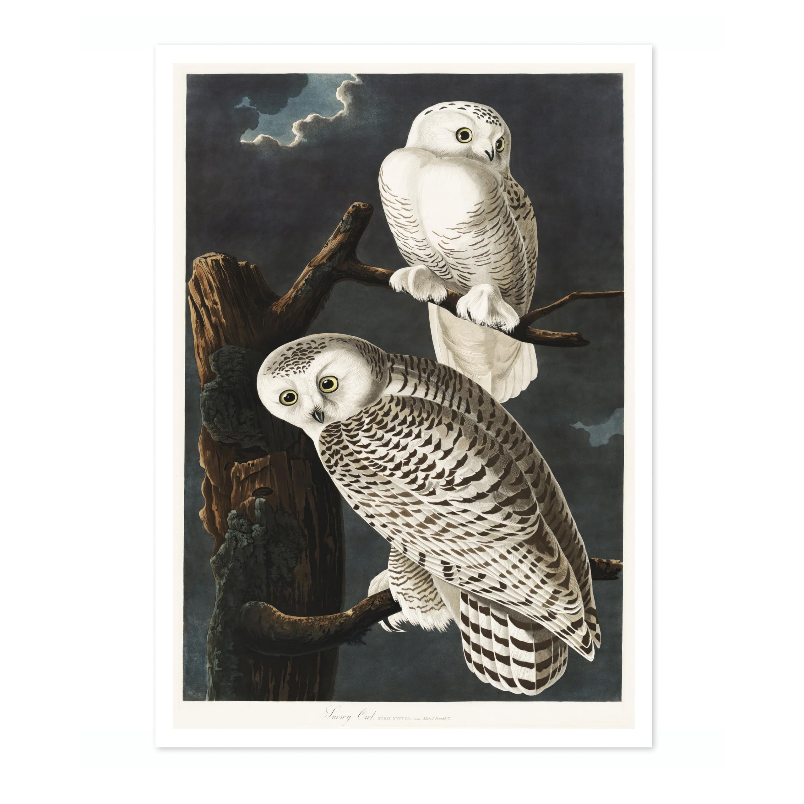Snowy Owls Poster John James Audubon Vintage Bird Illustration Antique Print Ornithology Art, Archival Matte, A2 (Print Only) - 59.4x42cm โ image 1